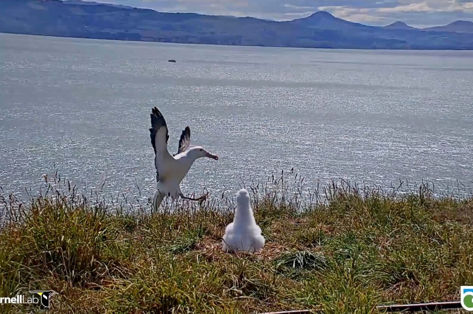 An albatross falls over while attempting to land at Taiaroa Head Nature Reserve, as a chick looks on, South Island, New Zealand, March 6, 2021. (New Zealand DOC via Reuters)