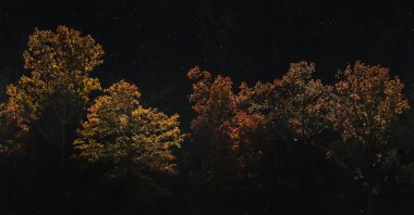 Pollen imitates snow floating through the Anthony Wayne Recreation Area, Friday, Nov. 10, 2017, near Fort Montgomery, N.Y. (AP Photo)