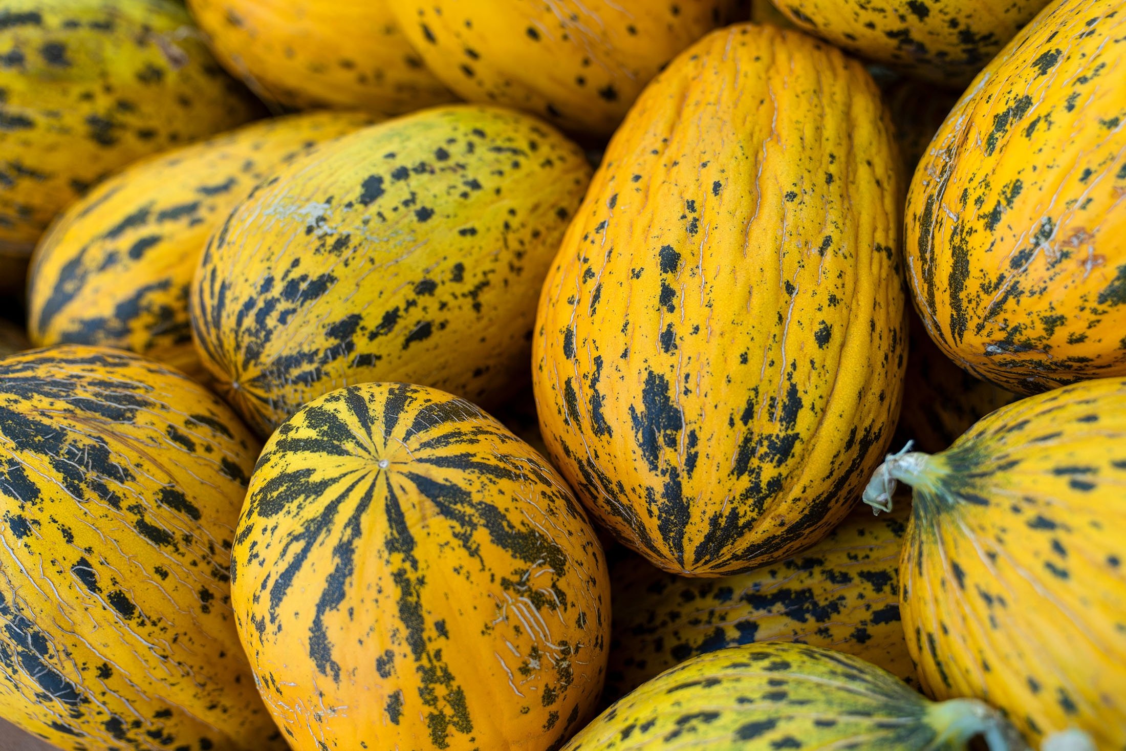 Manisa is famous for its Kırkağaç melons. (Shutterstock Photo)