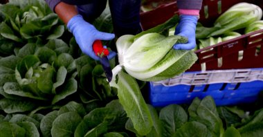 A migrant worker picks lettuce on a farm in Kent, Britain, July 24, 2017. (Reuters Photo)