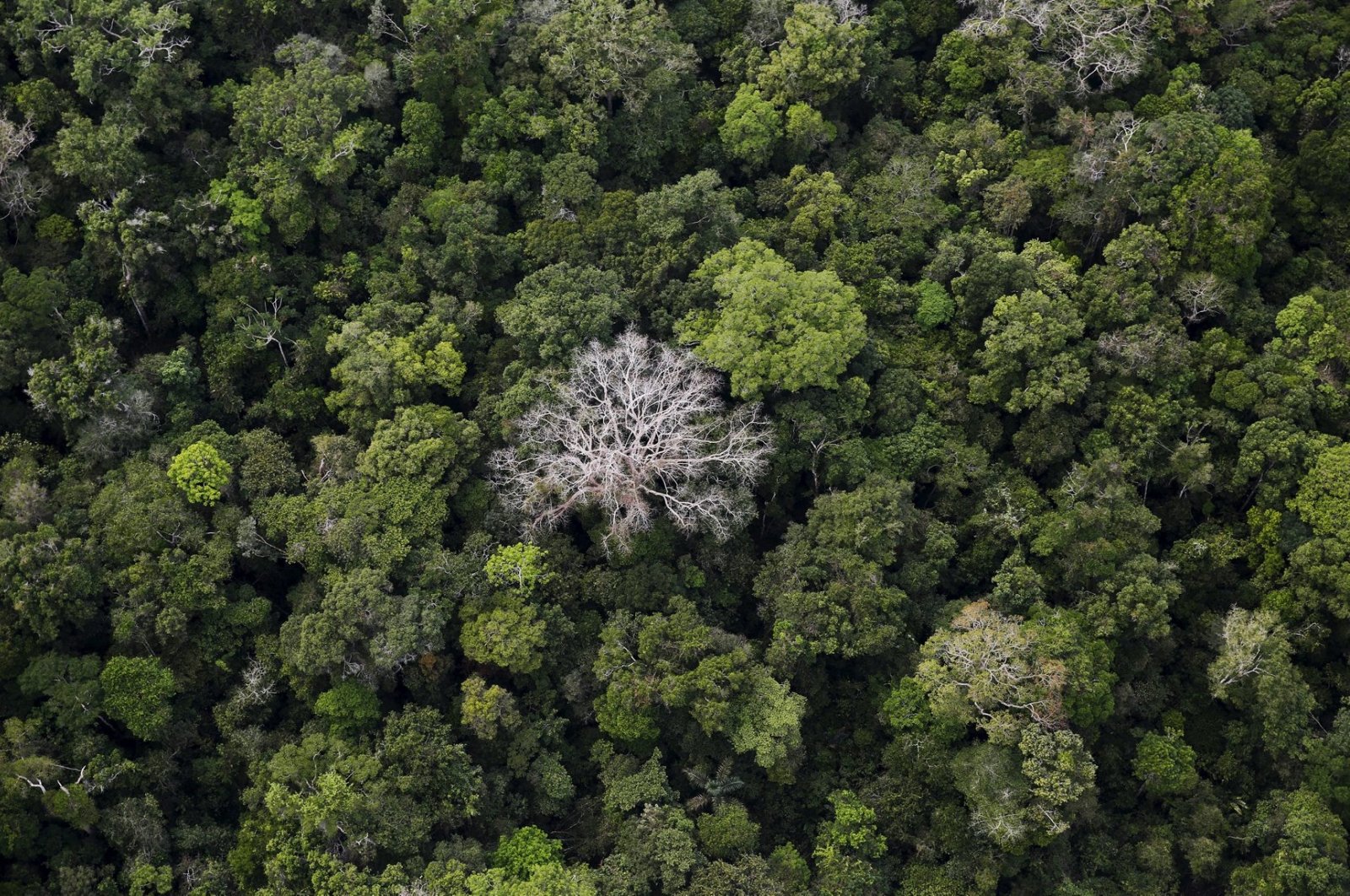 An aerial view shows the Amazon rainforest at the Bom Futuro National Forest near Rio Pardo in Porto Velho, Rondonia State, Brazil, Sept. 3, 2015. (Reuters Photo)