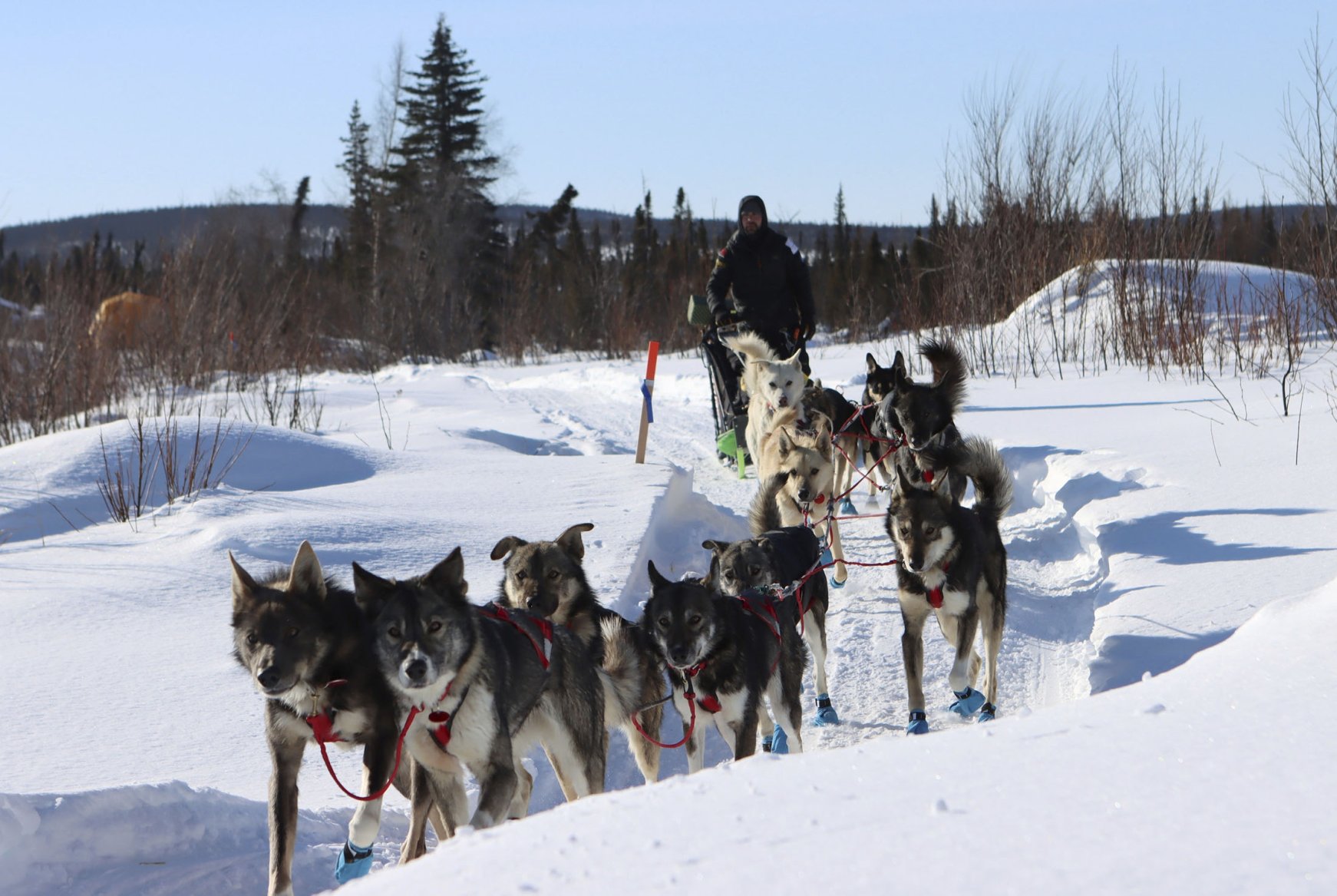 Best of Iditarod Sled Dog Race 2021 | Daily Sabah