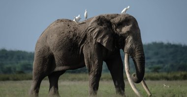Tolstoy, a 49-year-old elephant that is thought to have the longest tusks in the Amboseli herd, at Kimana Sanctuary in Kimana, Kenya, March 2, 2021. (AFP Photo)