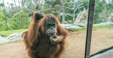 Female orangutan Karen, who also became the first ape ever to undergo open-heart surgery back in 1994, and who was recently vaccinated against coronavirus according to the San Diego Zoo on March 4, 2021, in San Diego, California, April 25, 2019. (Reuters)