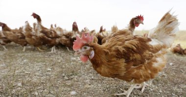 Cage-free chickens walk in a fenced pasture at an organic farm near Waukon, Iowa on Oct. 21, 2015. (AP File Photo)