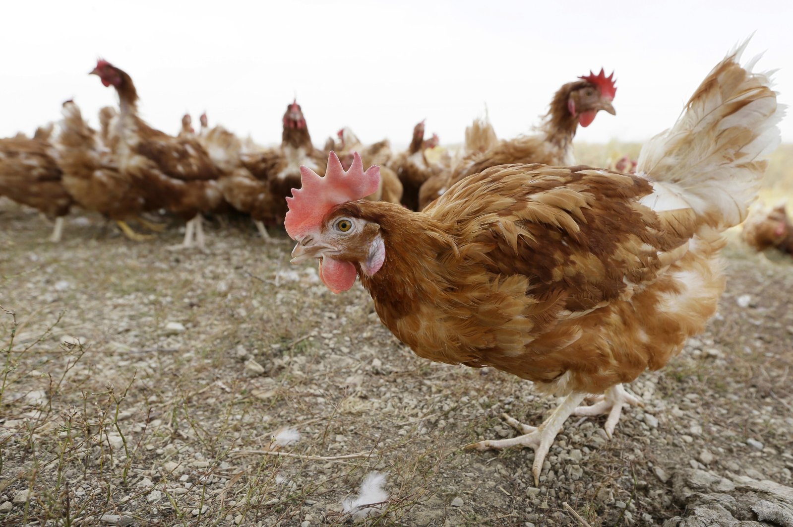 Cage-free chickens walk in a fenced pasture at an organic farm near Waukon, Iowa on Oct. 21, 2015. (AP File Photo)