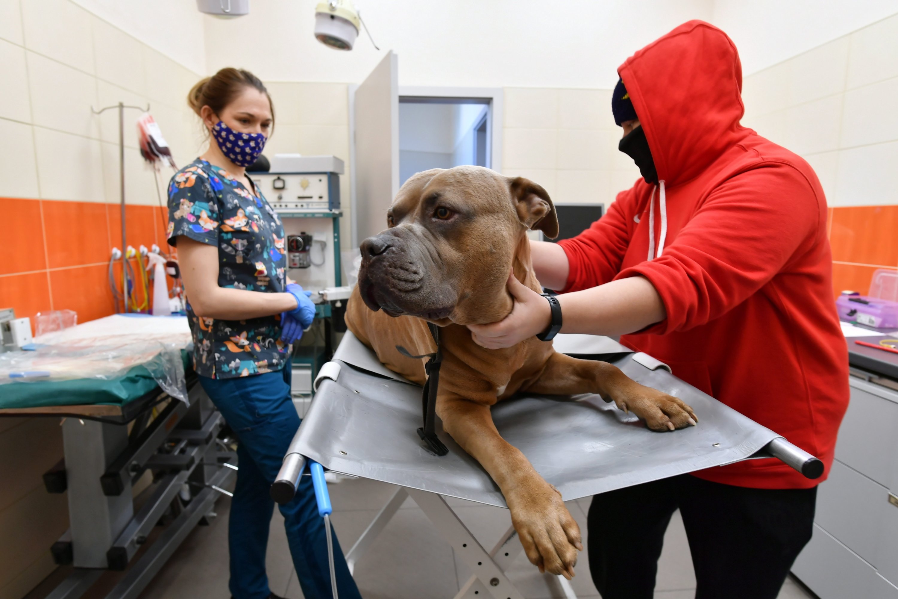 A dog is attended to during the action of honorary blood donation of dogs and cats organized in the veterinary clinic Four Paws (CzteryLapy) in Lodz, Poland, Feb. 20, 2021. Blood donated by four-legged donors will be used in treatments for other pets. (AFP Photo)