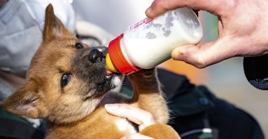 A dingo puppy drinks a bottle of milk at the zoo in Neumuenster, Germany, March 5, 2021. (AP Photo)