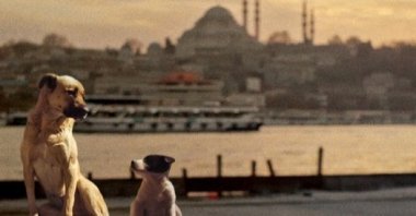 A still shot shows two stray dogs in Istanbul from "Stray," directed by Elizabeth Lo.