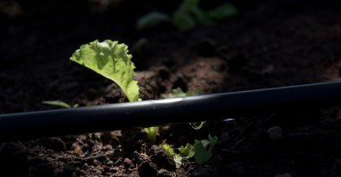 A close-up of a garden belonging to the Municipal School PA Sapiquá being irrigated with rainwater that is collected on the school grounds in Mato Grosso, Brazil. (Courtesy of WWF Turkey)