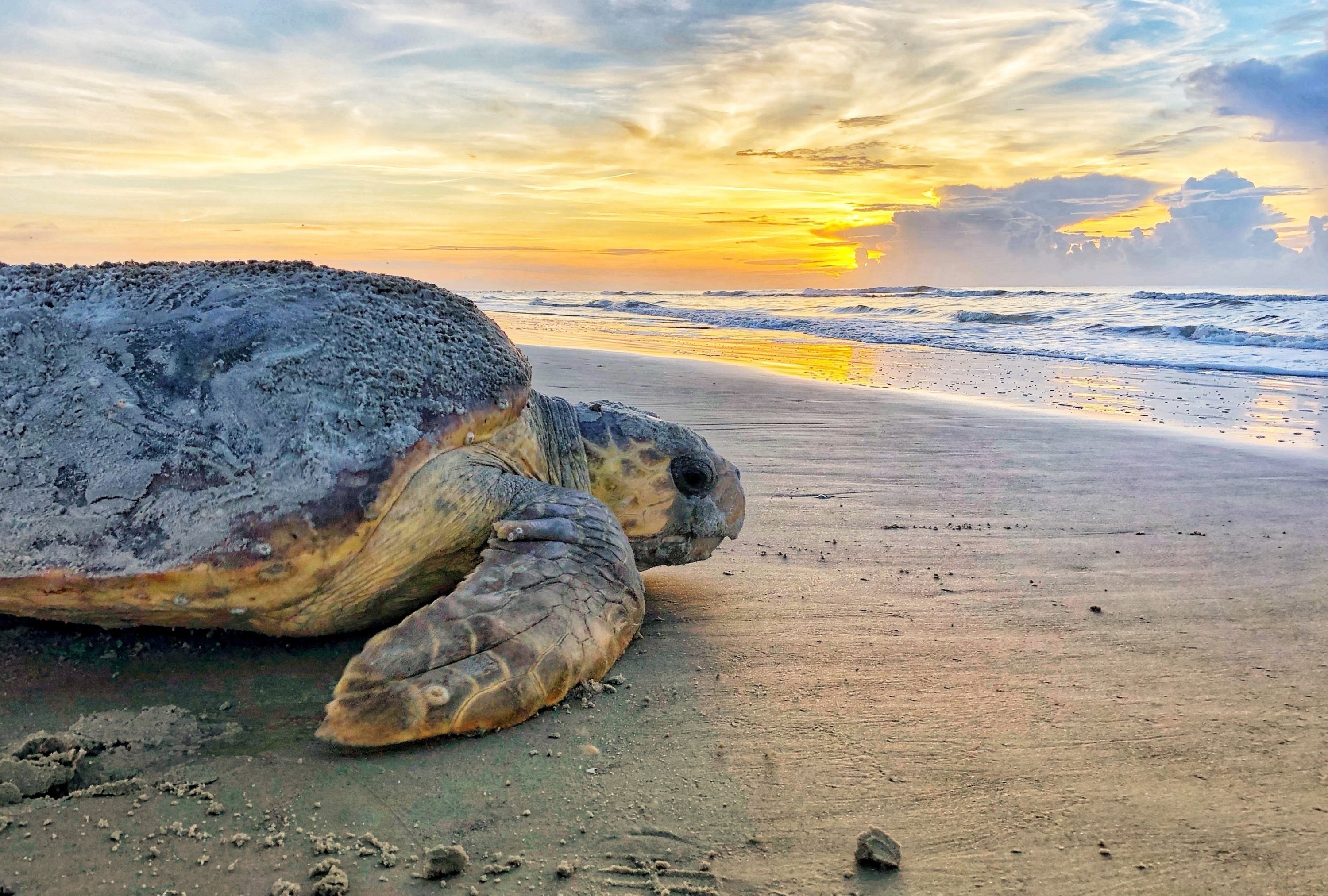 A loggerhead sea turtle returns to the ocean after nesting on Ossabaw Island, Georgia, the U.S., June 30, 2019. (Georgia Department of Natural Resources via AP)