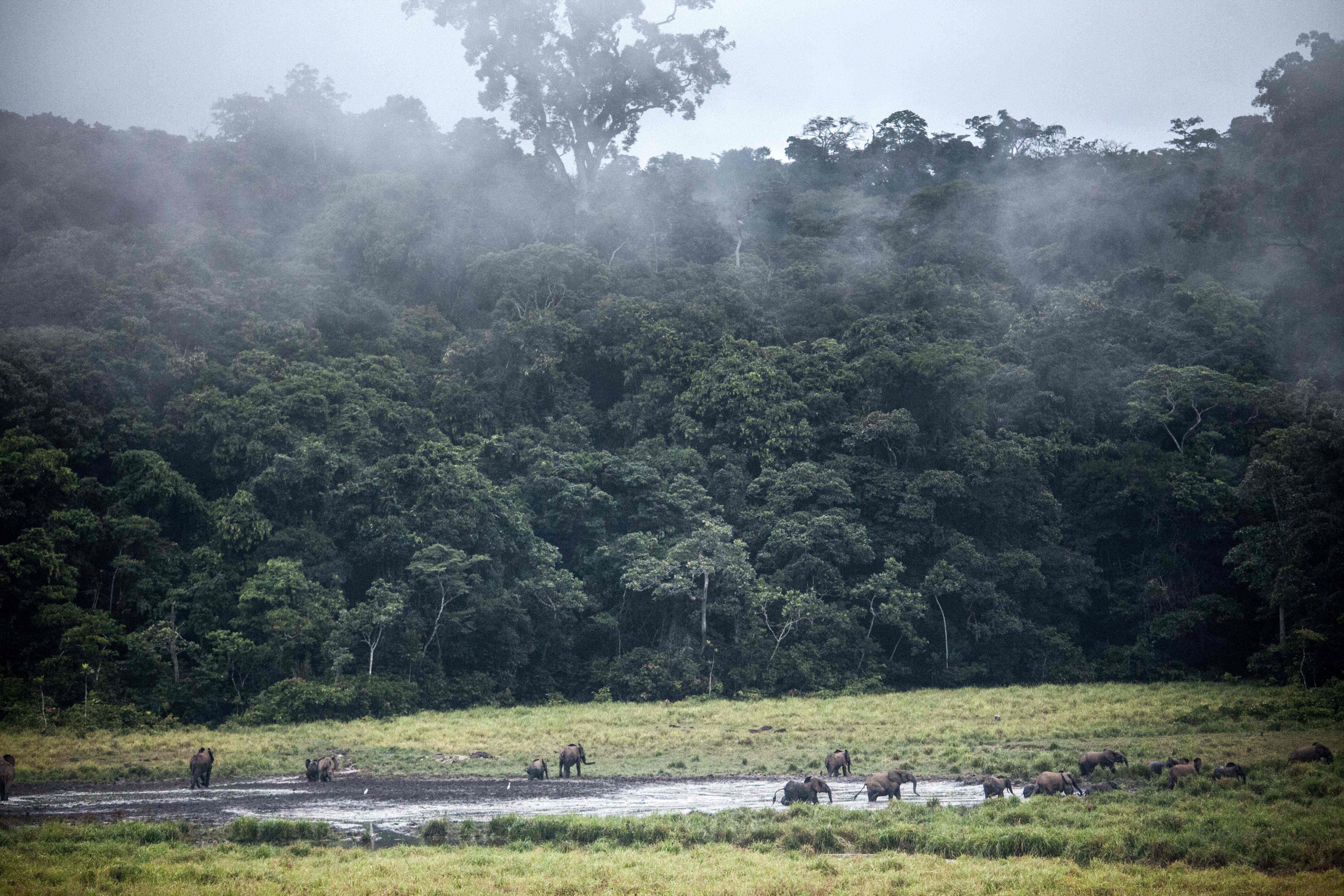 A group of forest elephants roam around at Langoue Bai in Ivindo National Park against the backdrop of trees, near Makokou, Gabon, April 26, 2019. (AFP Photo)