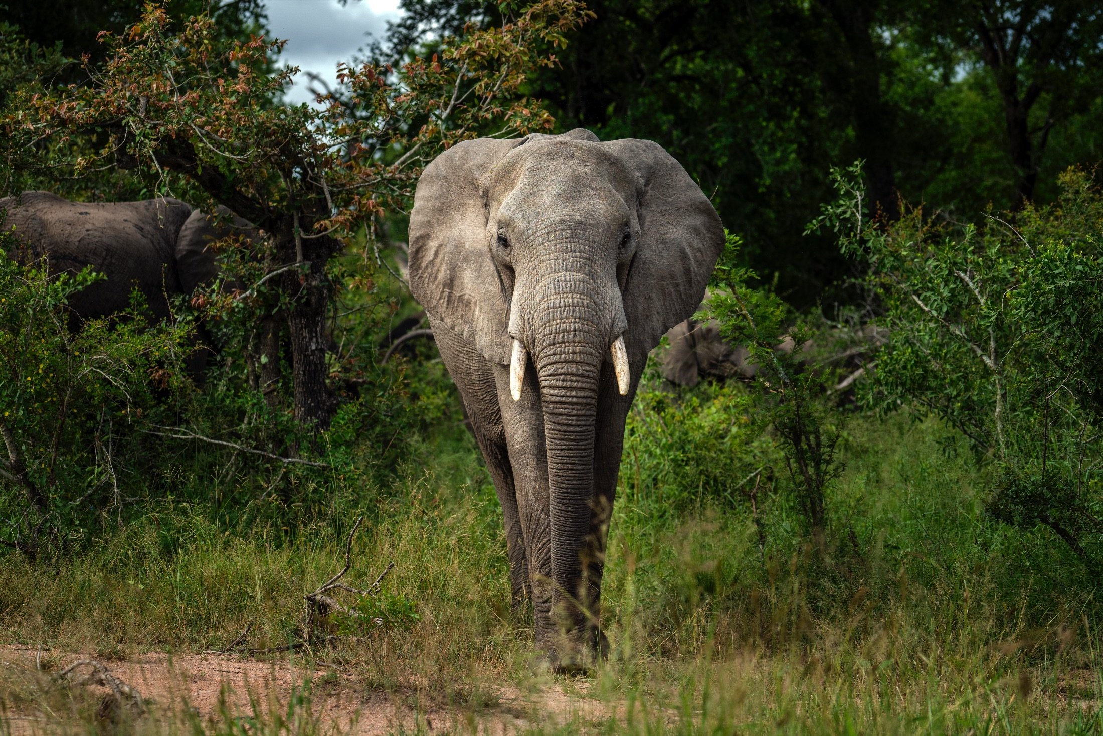 A savanna elephant walks on grass in Kruger National Park, South Africa, March 4, 2020. (AP Photo)