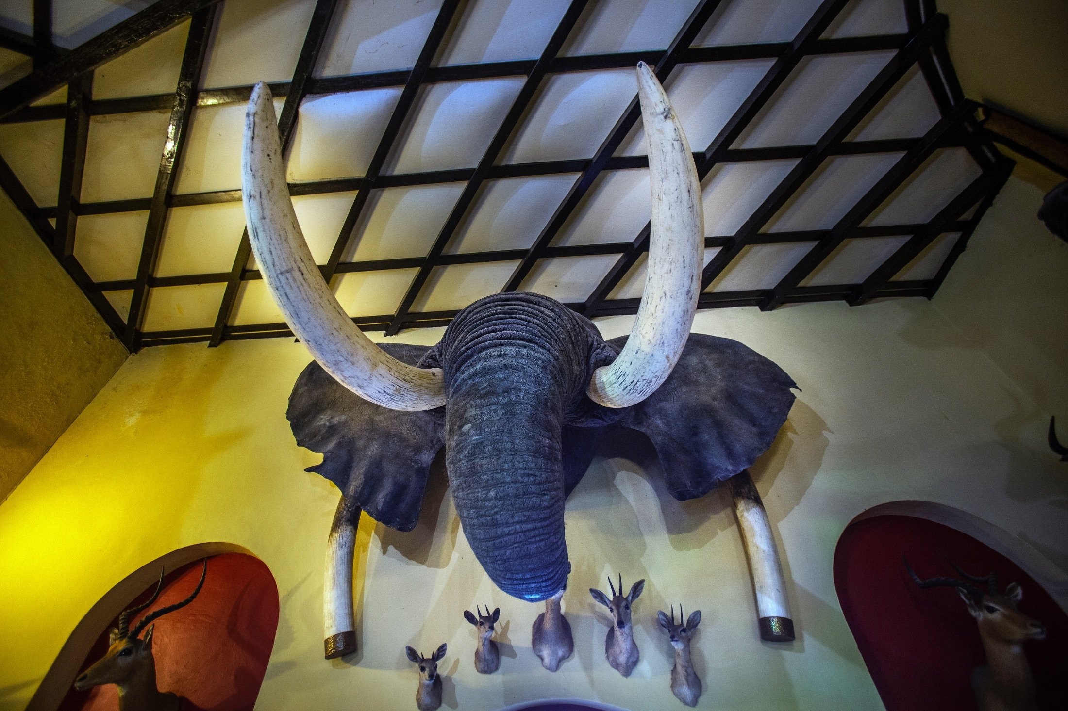 An elephant head wall trophy is on display at the Nesbitt Castle in Bulawayo, Zimbabwe, April 23, 2018. (AP Photo)