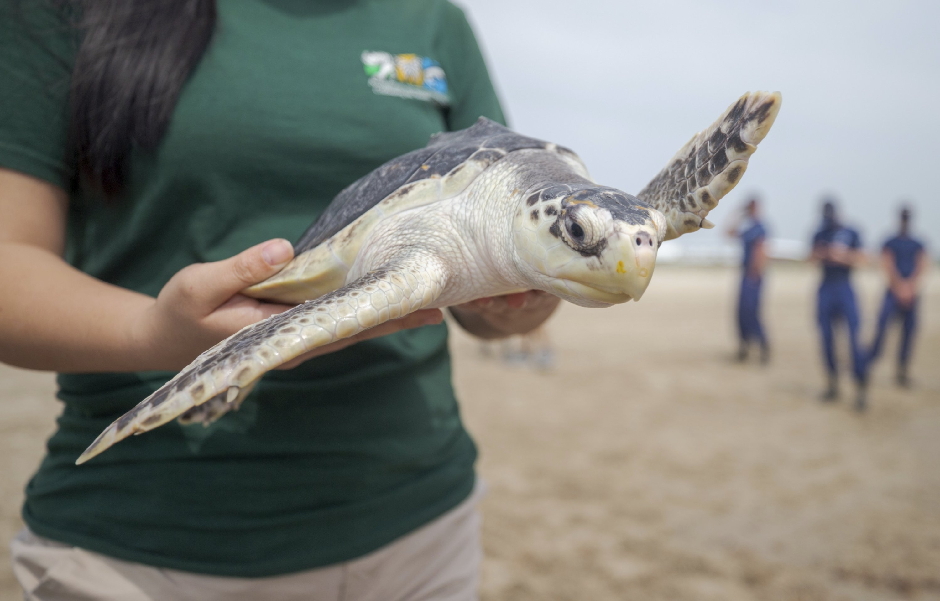 4,300 coldstunned sea turtles rescued in Texas, released into nature