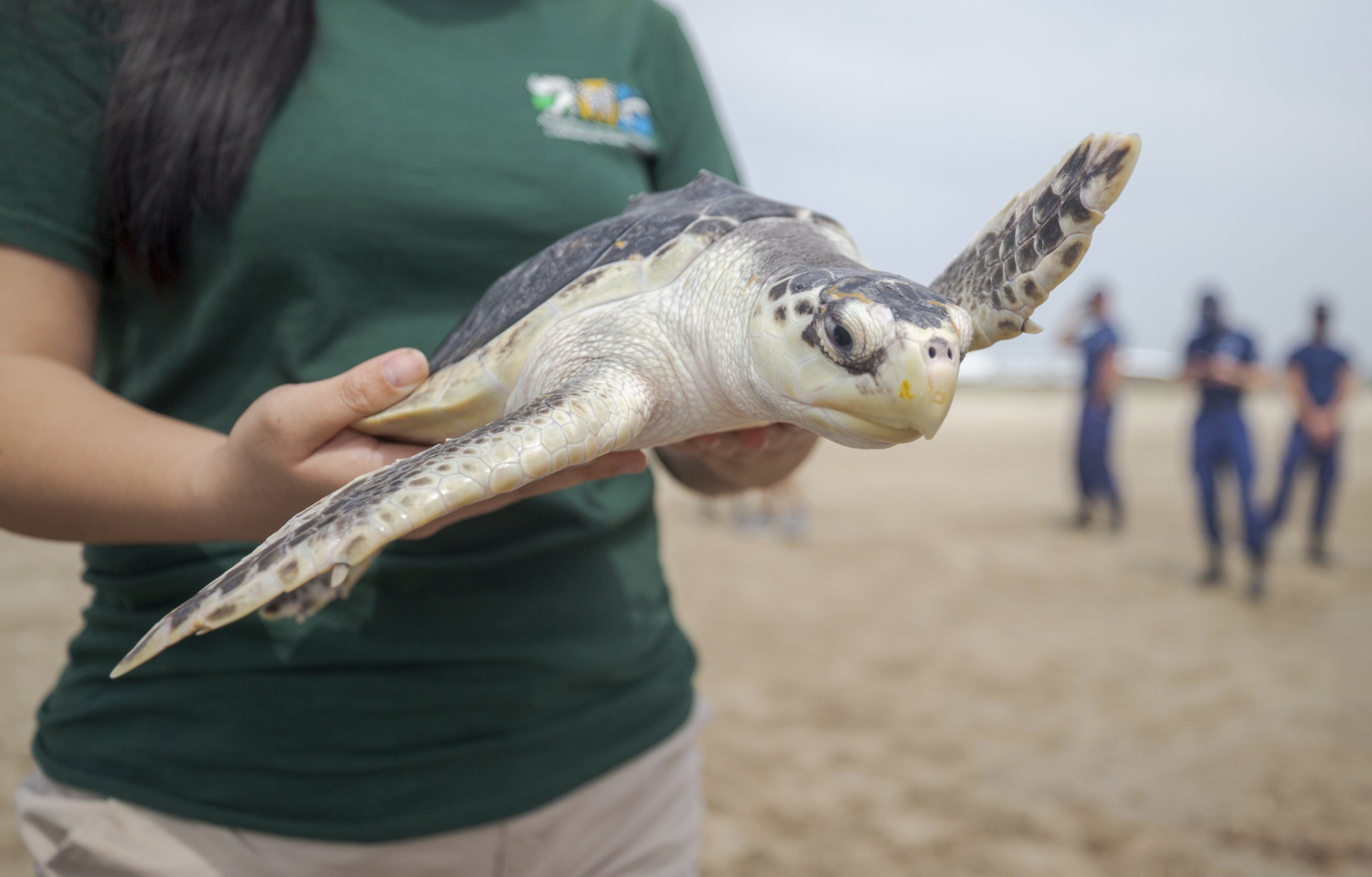 4,300 cold-stunned sea turtles rescued in Texas, released into nature ...