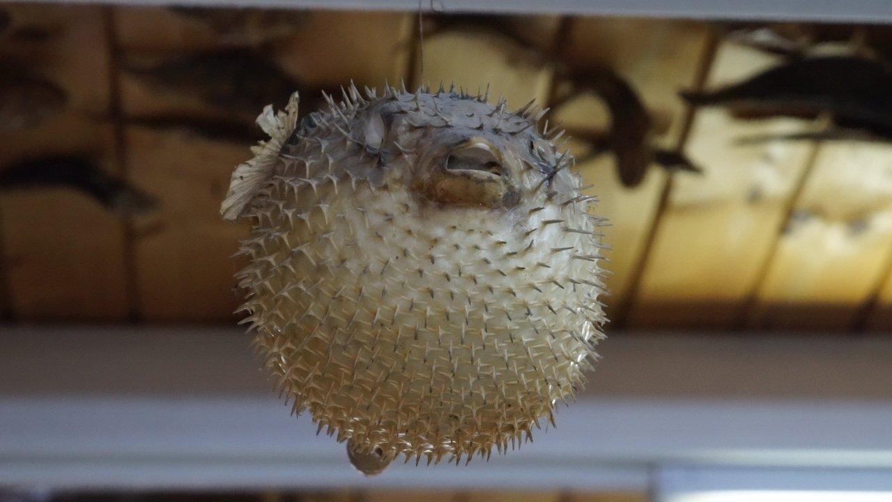 A mummified blowfish is on display in the Turkish Sea Creatures Museum, Istanbul, Turkey, March 25, 2021. (AA Photo)