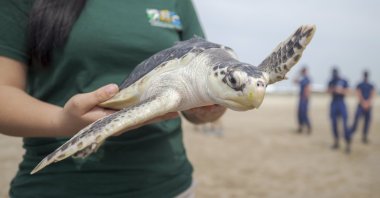 A volunteer holds a Kemp’s Ridley sea turtle before releasing it into the Gulf of Mexico from the Grand Isle beach, Louisiana, U.S., March 15, 2021. (The Advocate via AP)