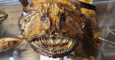 A unique, alien-looking, fish is on display in the Turkish Sea Creatures Museum, Istanbul, Turkey, March 25, 2021. (AA Photo)