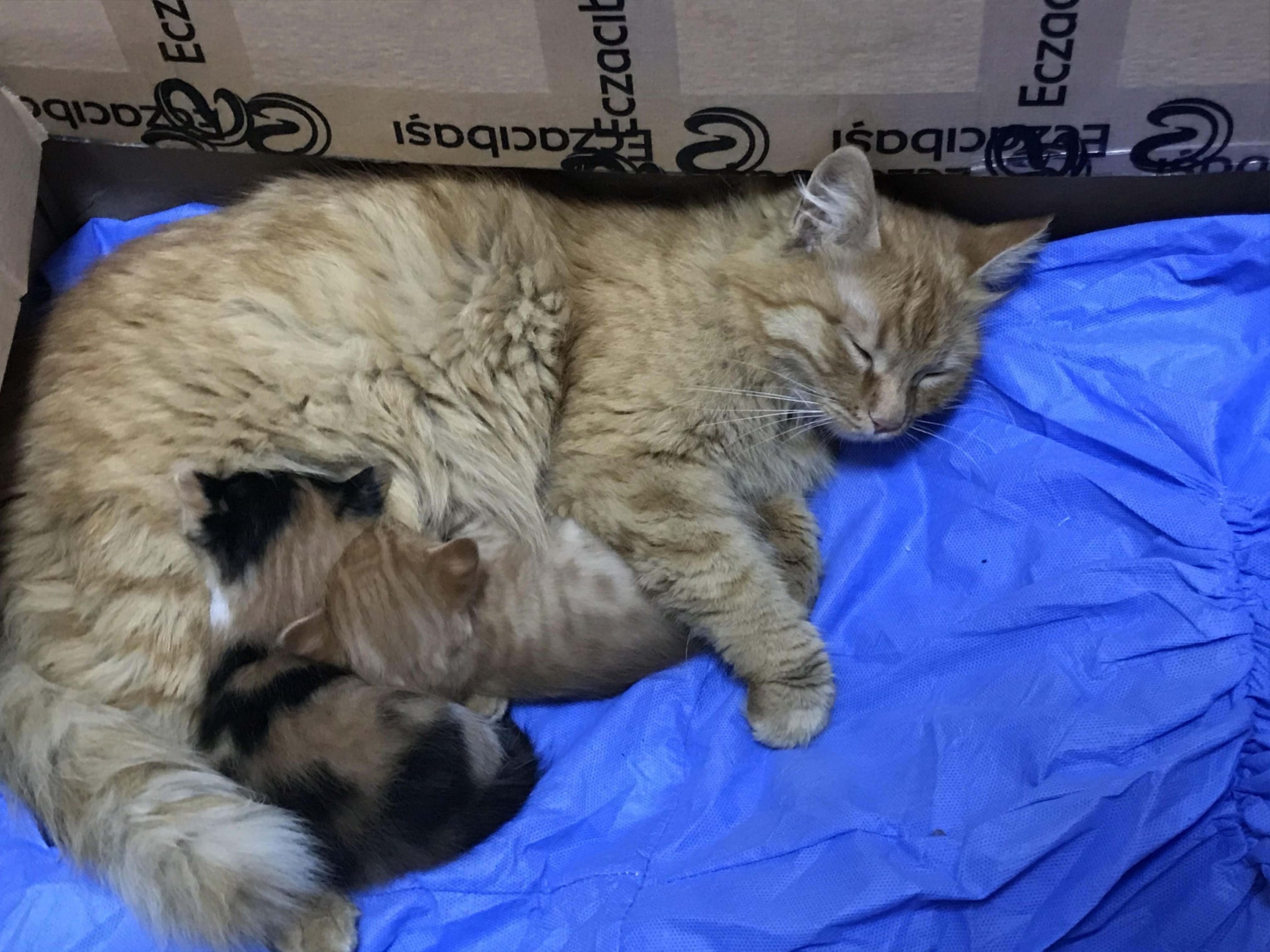 Мама принесла котенка. Турецкие кошки уличные. Новорожденные котята в ветеринарной клинике. 6 Котят. Рождаются больные котята.