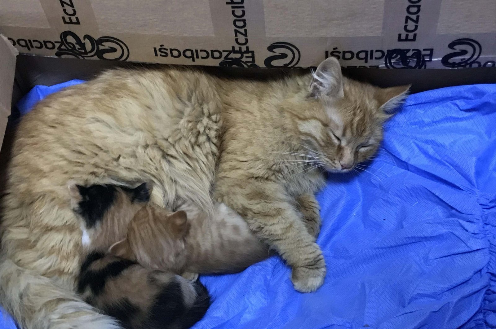Cat brings her sick kittens to clinic for people in Turkey 