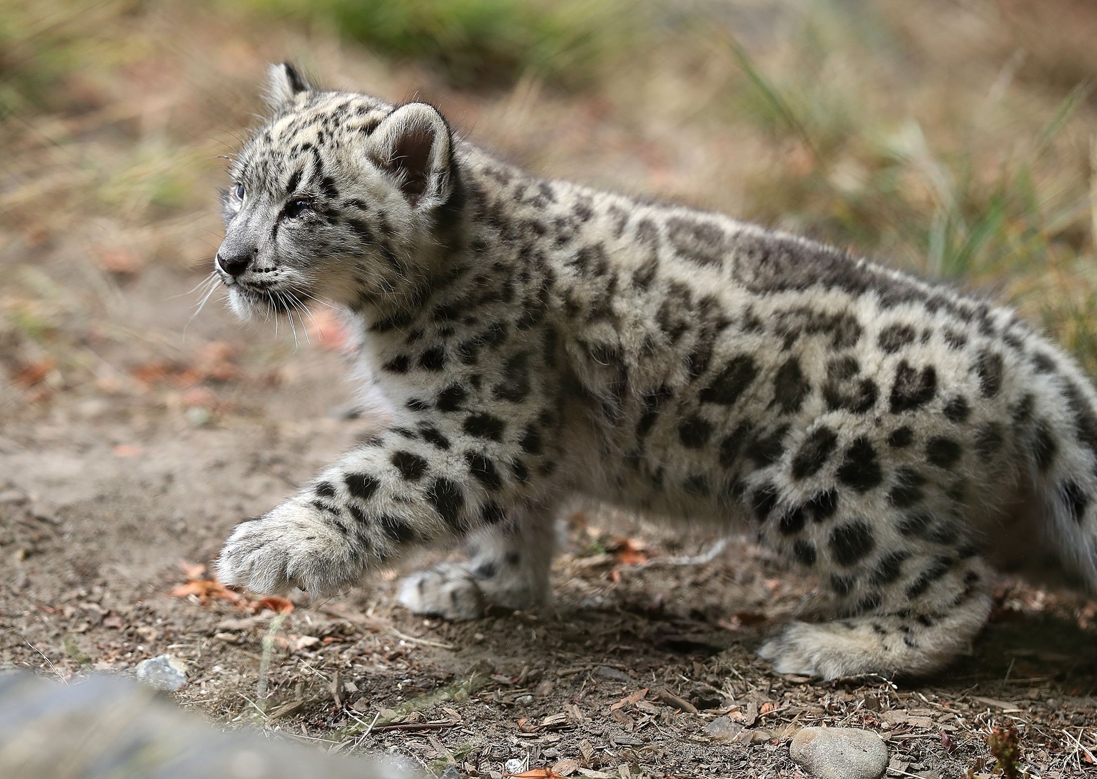 Snow Leopards The Beautiful Yet Elusive Big Cats Daily Sabah