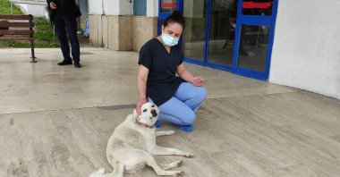 A hospital worker pets Pamuk, who is waiting at the entrance of a hospital for her owner to be discharged, in Ordu, northern Turkey, March 28, 2021. (DHA PHOTO)