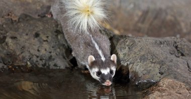 A ferret badger drinks water from a puddle. (Shutterstock Photo)