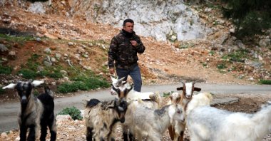 Shepherd Cemil Çoban herds his goats in Bodrum, Muğla province, western Turkey, March 28, 2021. (AA Photo)