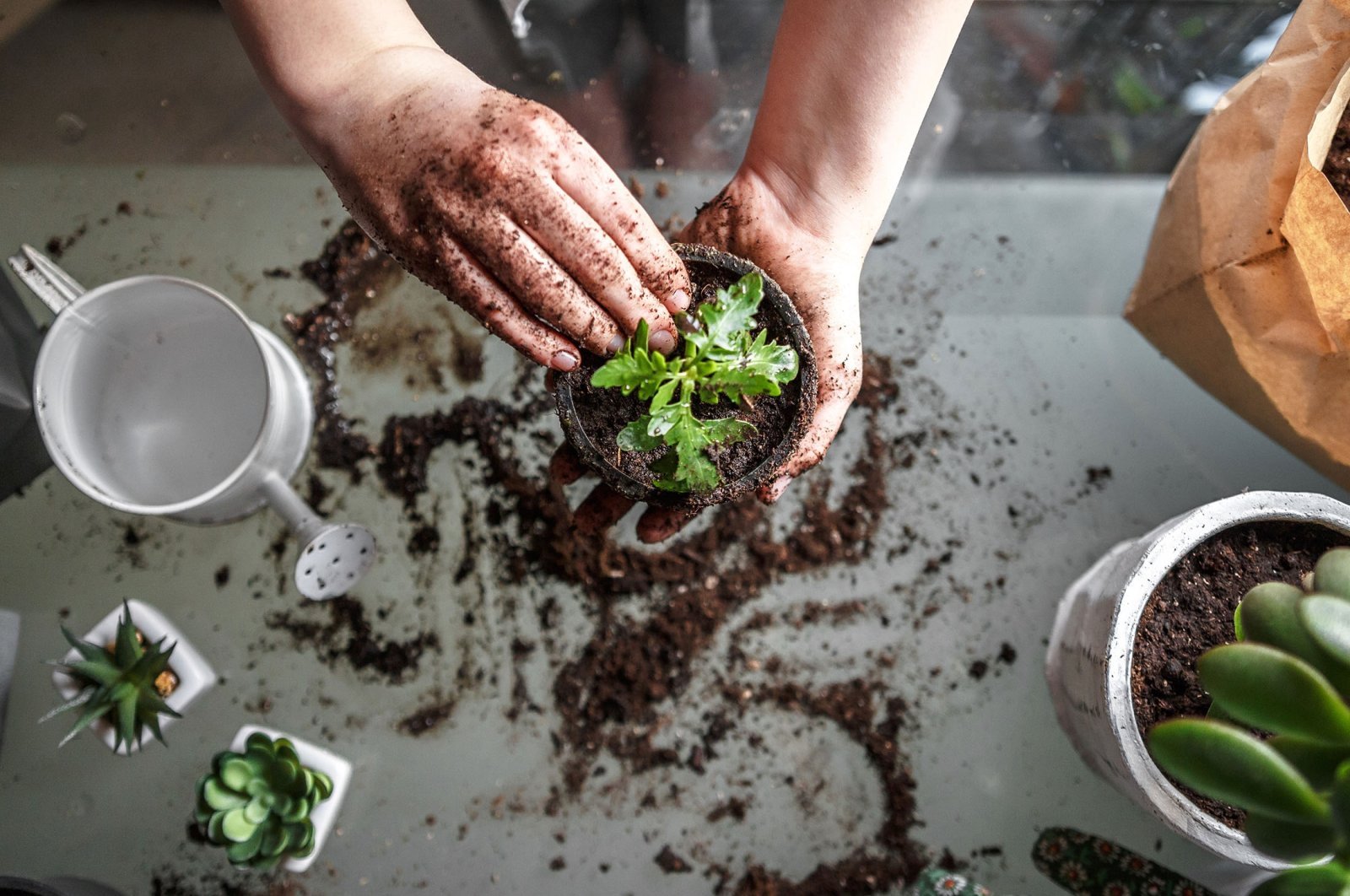 The potting soil you buy in plastic bags from the store may not always be the best choice for your plants. (Shutterstock Photo)