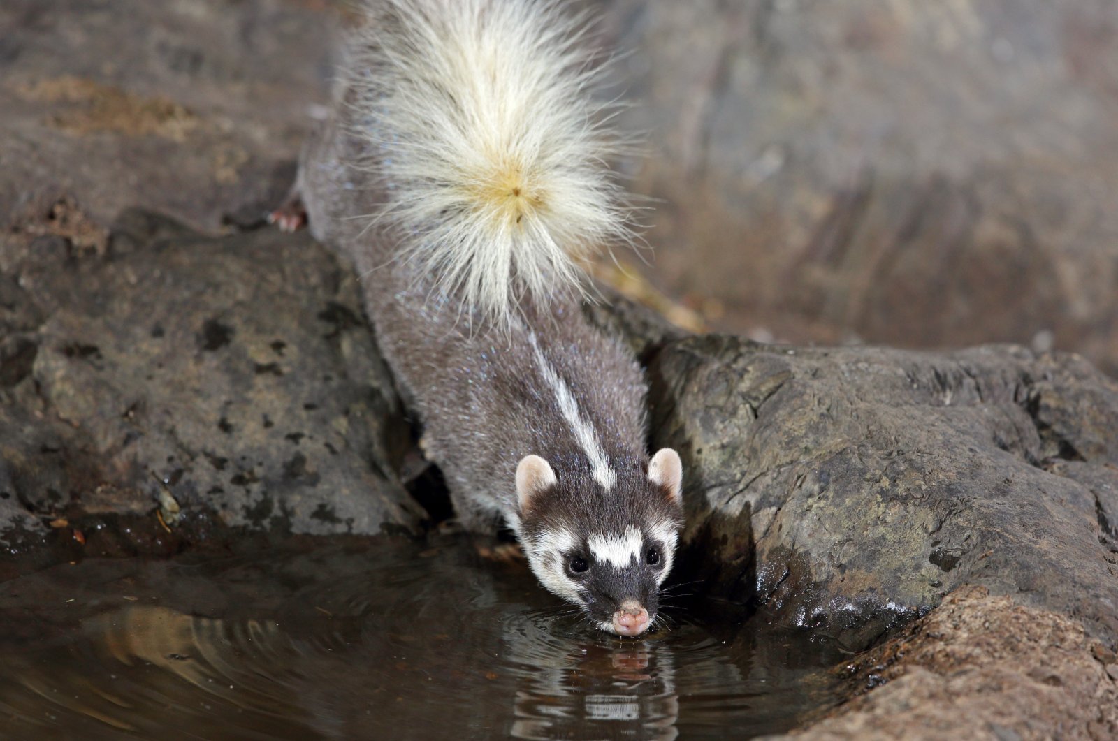 A ferret badger drinks water from a puddle. (Shutterstock Photo)