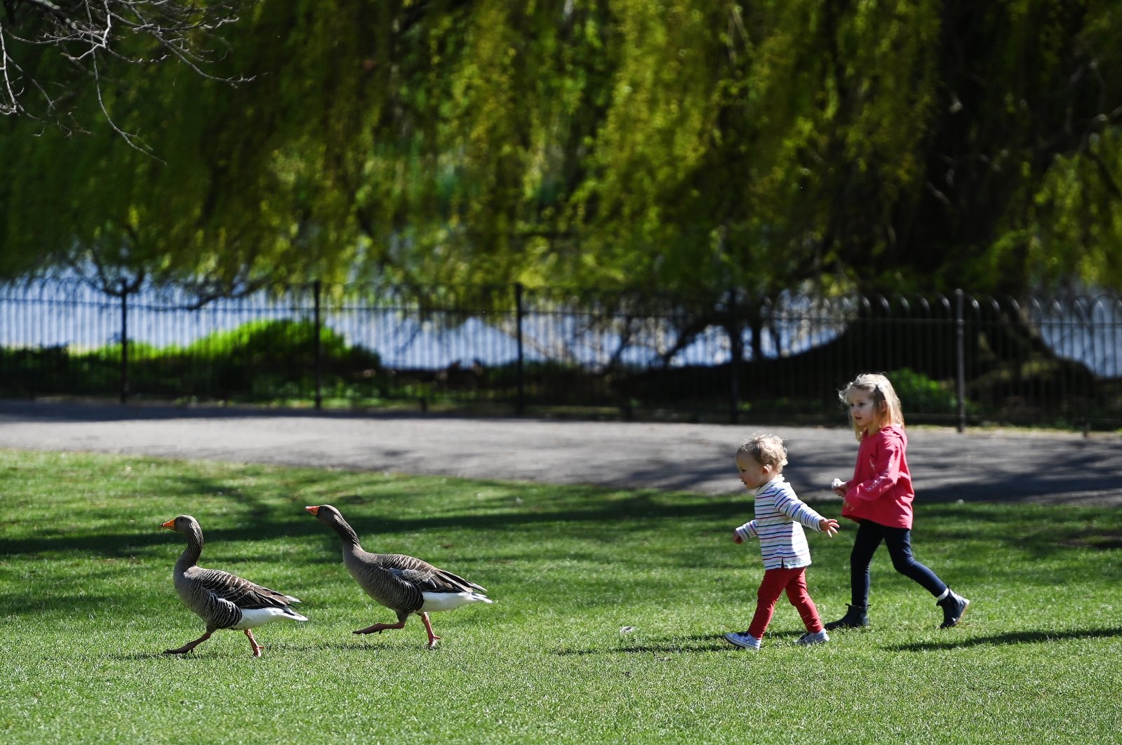 Children chase geese at St. James's Park in London, Britain, March 29, 2021. (EPA Photo)
