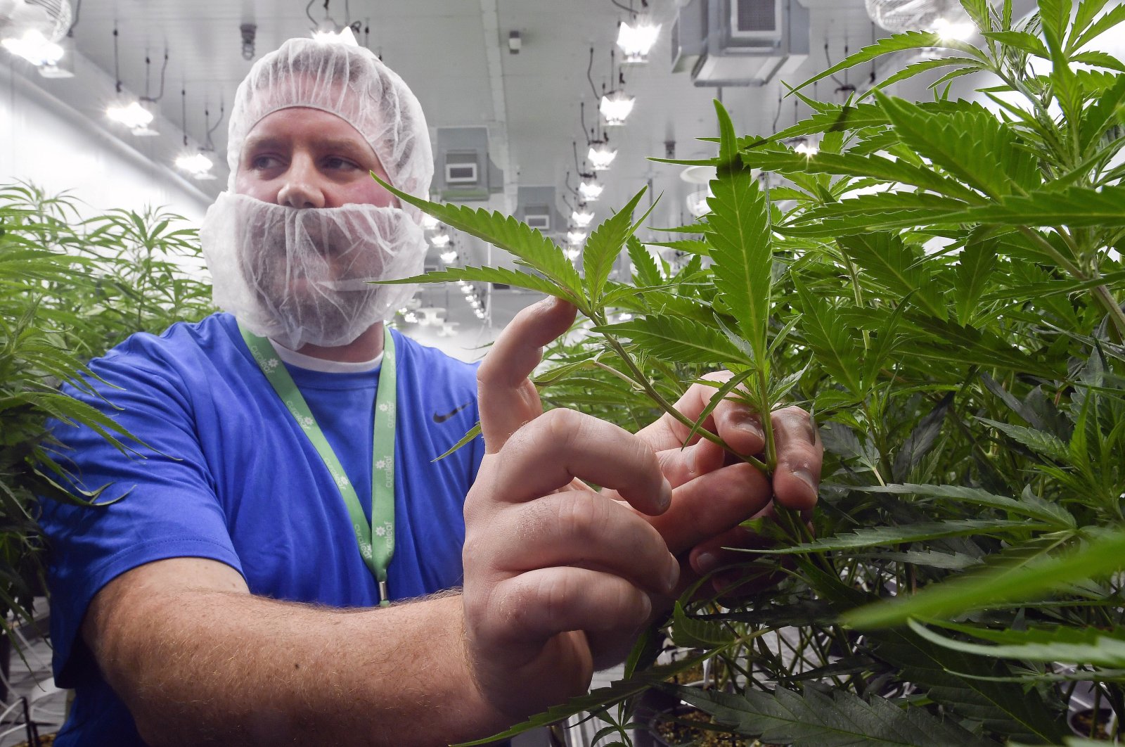 Nate McDonald, General Manager of Curaleaf NY operations, talks about medical marijuana plants during a media tour of the Curaleaf medical cannabis cultivation and processing facility, in Ravena, N.Y., U.S., Aug. 22, 2019. (AP Photo)