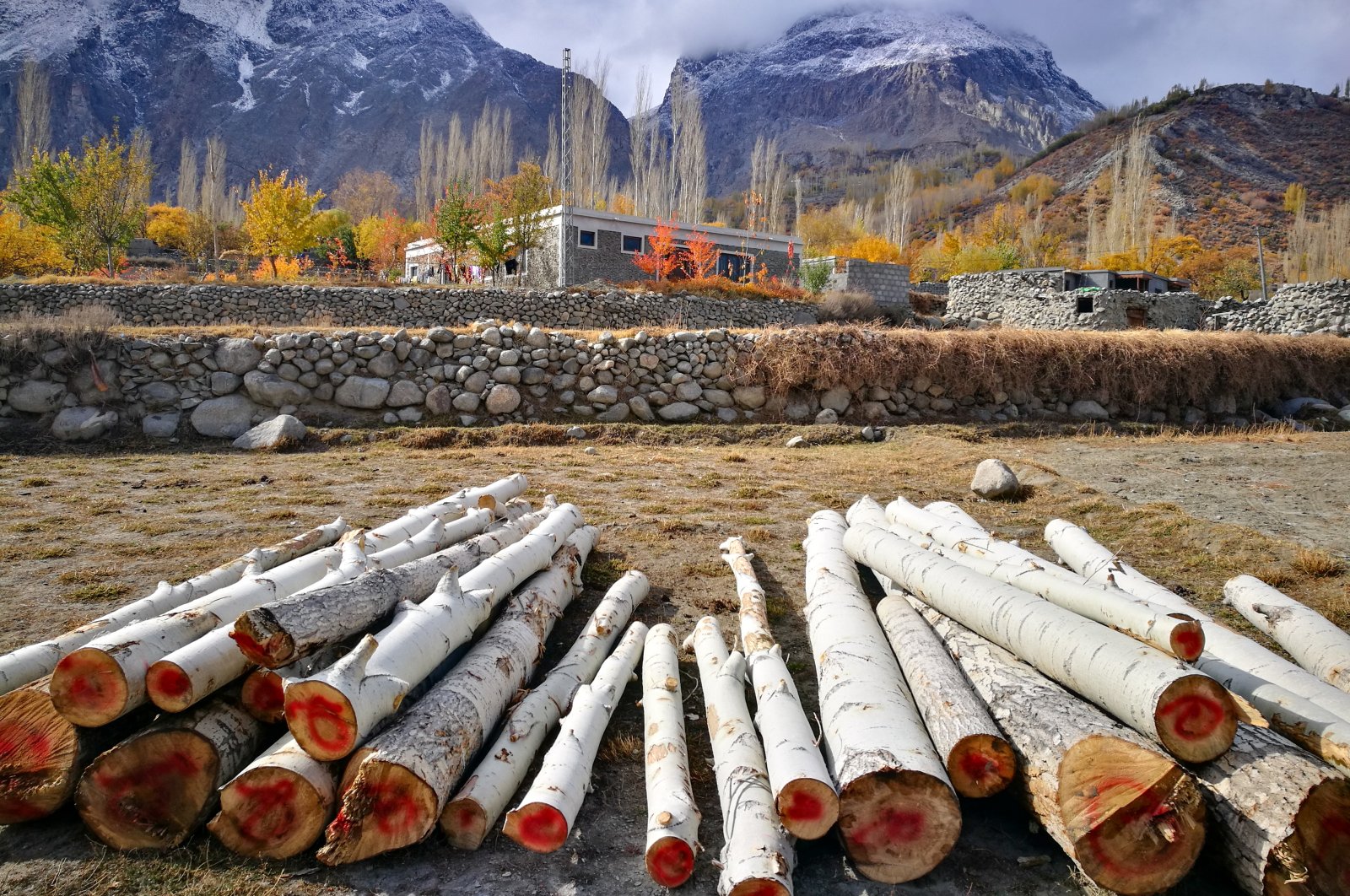 Tree logs cut down from nearby forests and gathered together, lay in the garden of a house in the Hunza and Gulmit valley located in the Gilgit-Baltistan region, northern Pakistan. (Shutterstock Photo)