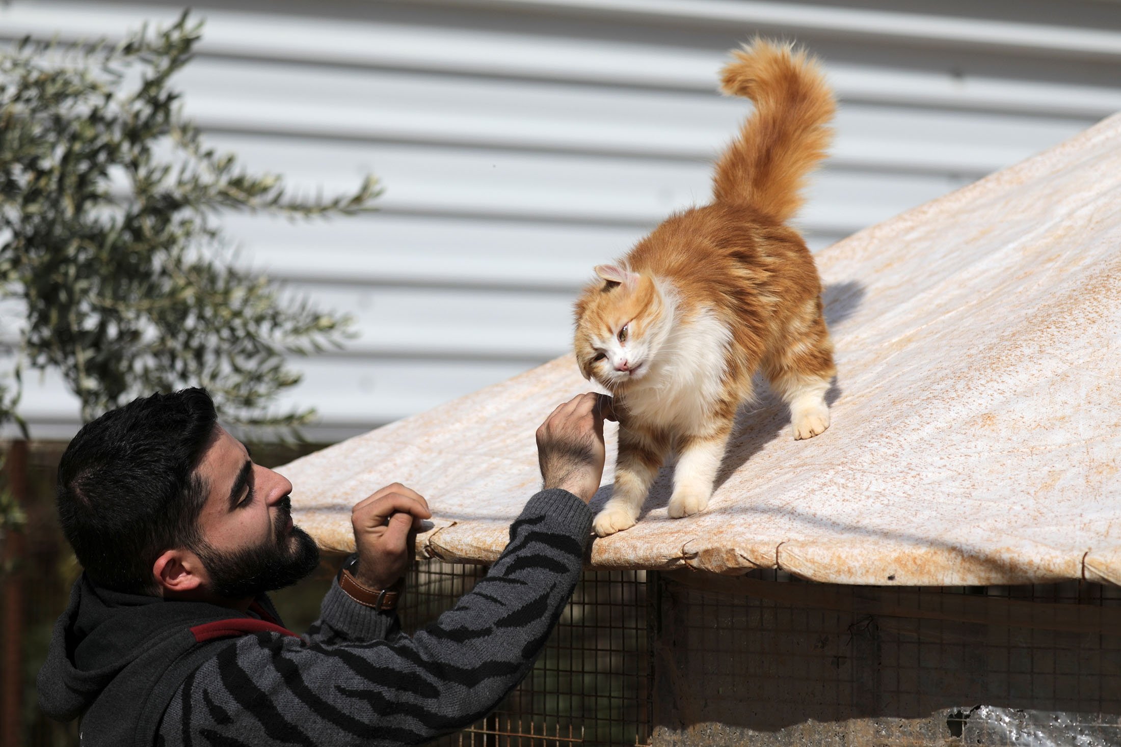 Syrian cat sanctuary home to over 1,000 felines stranded by war | Daily  Sabah
