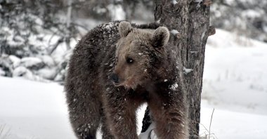 A grizzly bear walks on grass blanketed with snow in woods near Kars, northeastern Turkey, March 29, 2021. (AA Photo)