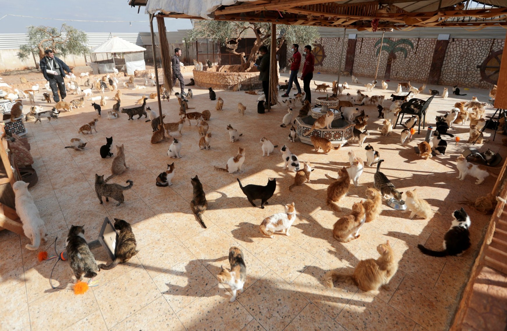 Syrian cat sanctuary home to over 1,000 felines stranded by war Daily