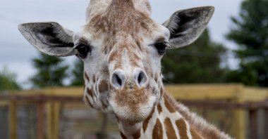 April at Animal Adventure Park in Harpursville, New York, U.S., in an undated photo provided by the zoo on June 3, 2018. (AP Photo)
