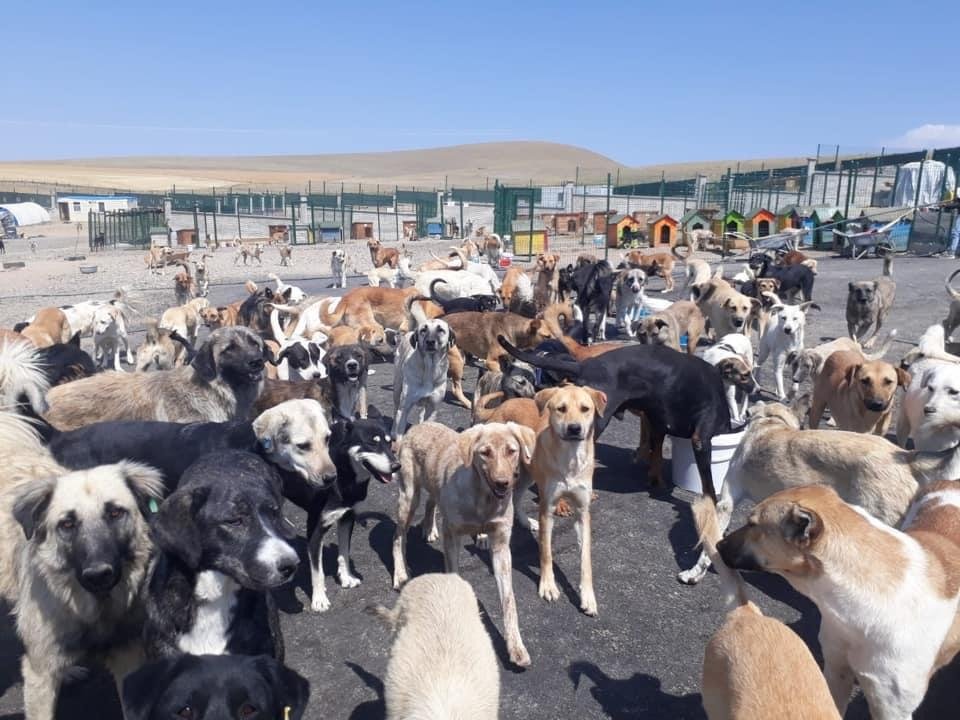 Dogs living at Patiliköy in Ankara, Turkey, in this photo shared by the animal rescue's official Twitter account on Apr. 1, 2021. (Photo by Twitter / volkankoc0681)
