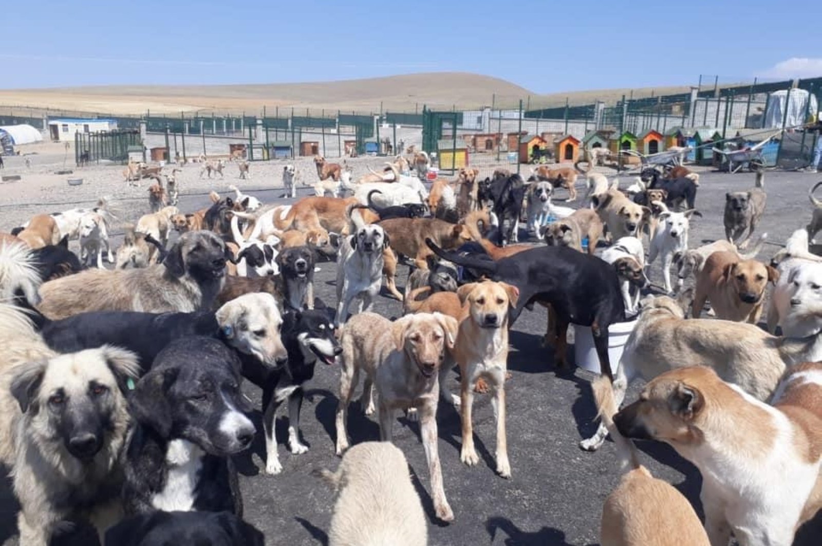 Animal rescue in Turkey's Ankara hosts 700 mostly disabled dogs Daily