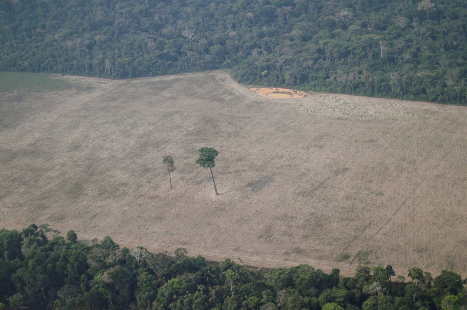An aerial view shows a tree at the center of a deforested plot of the Amazon near Porto Velho, Rondonia State, Brazil, Aug.14, 2020. (Reuters Photo)