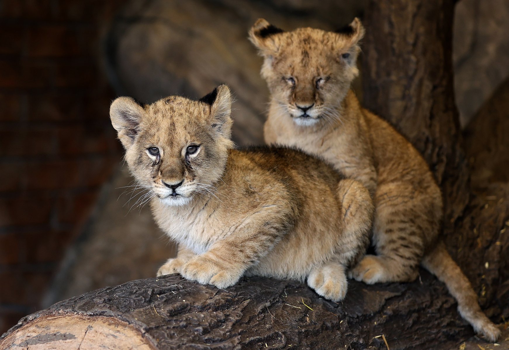 Big cats: Istanbul’s Aslan Park welcomes 2 lion cubs | Daily Sabah