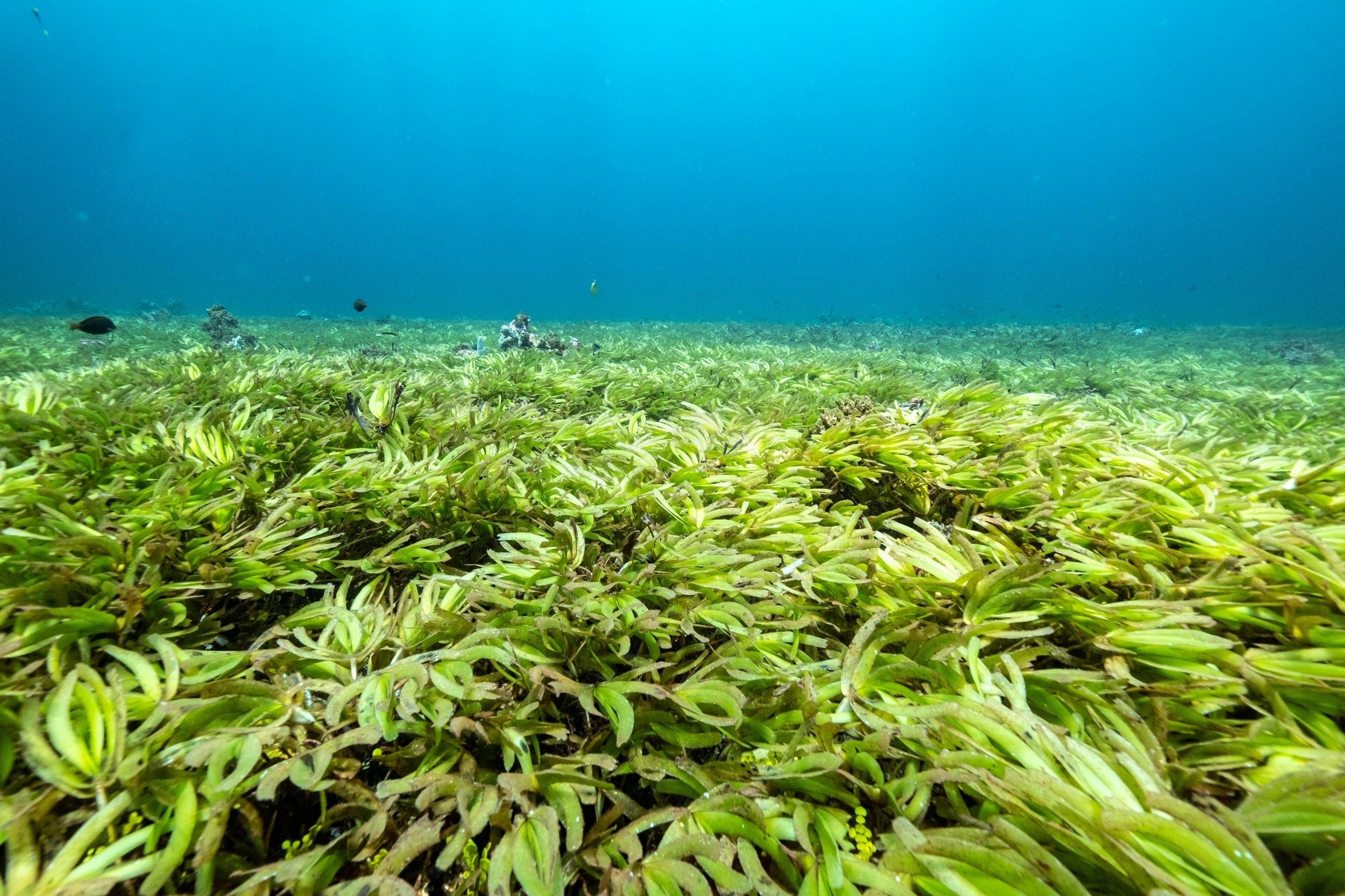 Seychelles Seagrass Research Supports Country's Climate Commitment