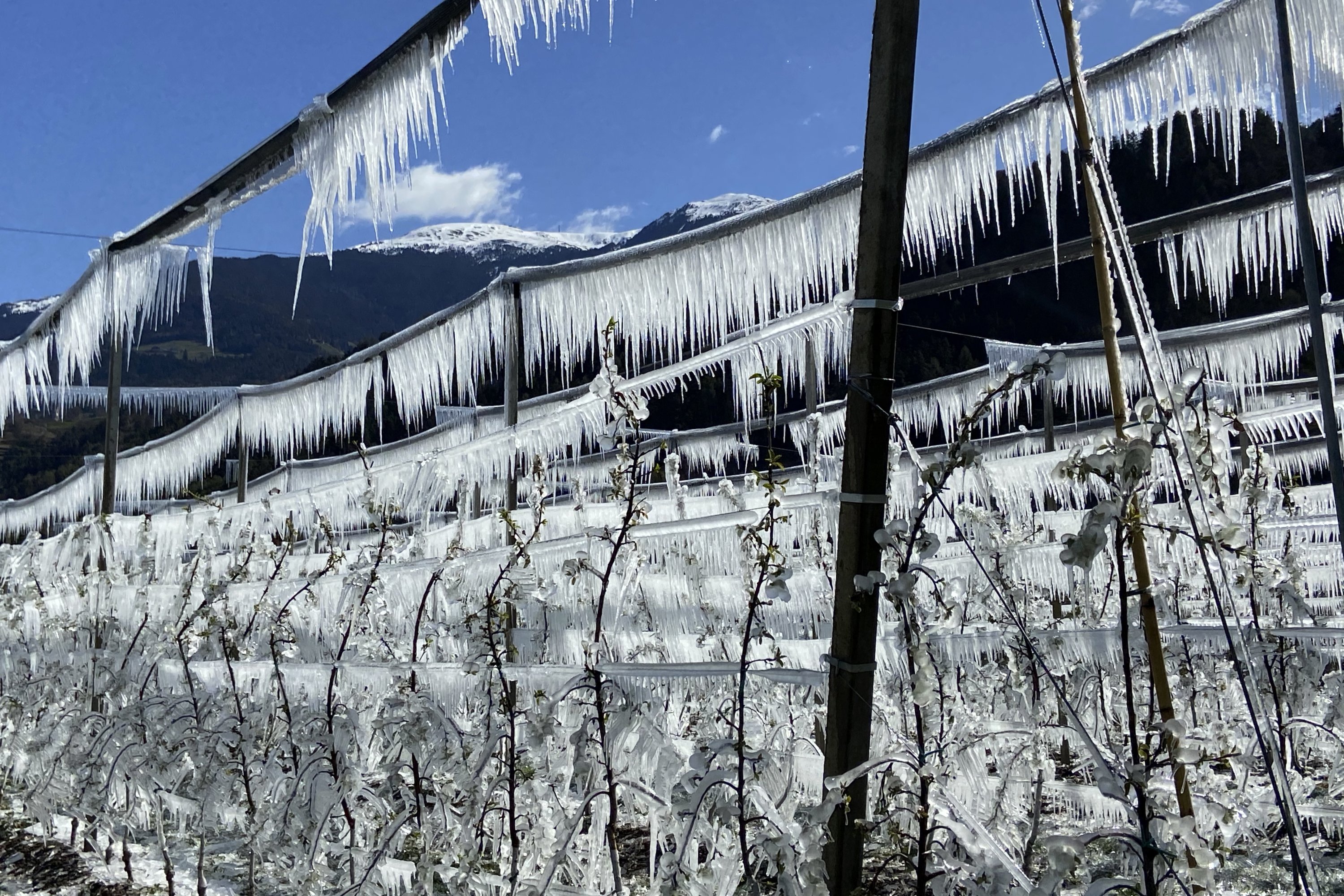 Artificially frozen apple trees covered with melting ice near Bressanone, in the northern Italian province of South Tyrol, Italy, on April 8, 2021. (AP Photo)