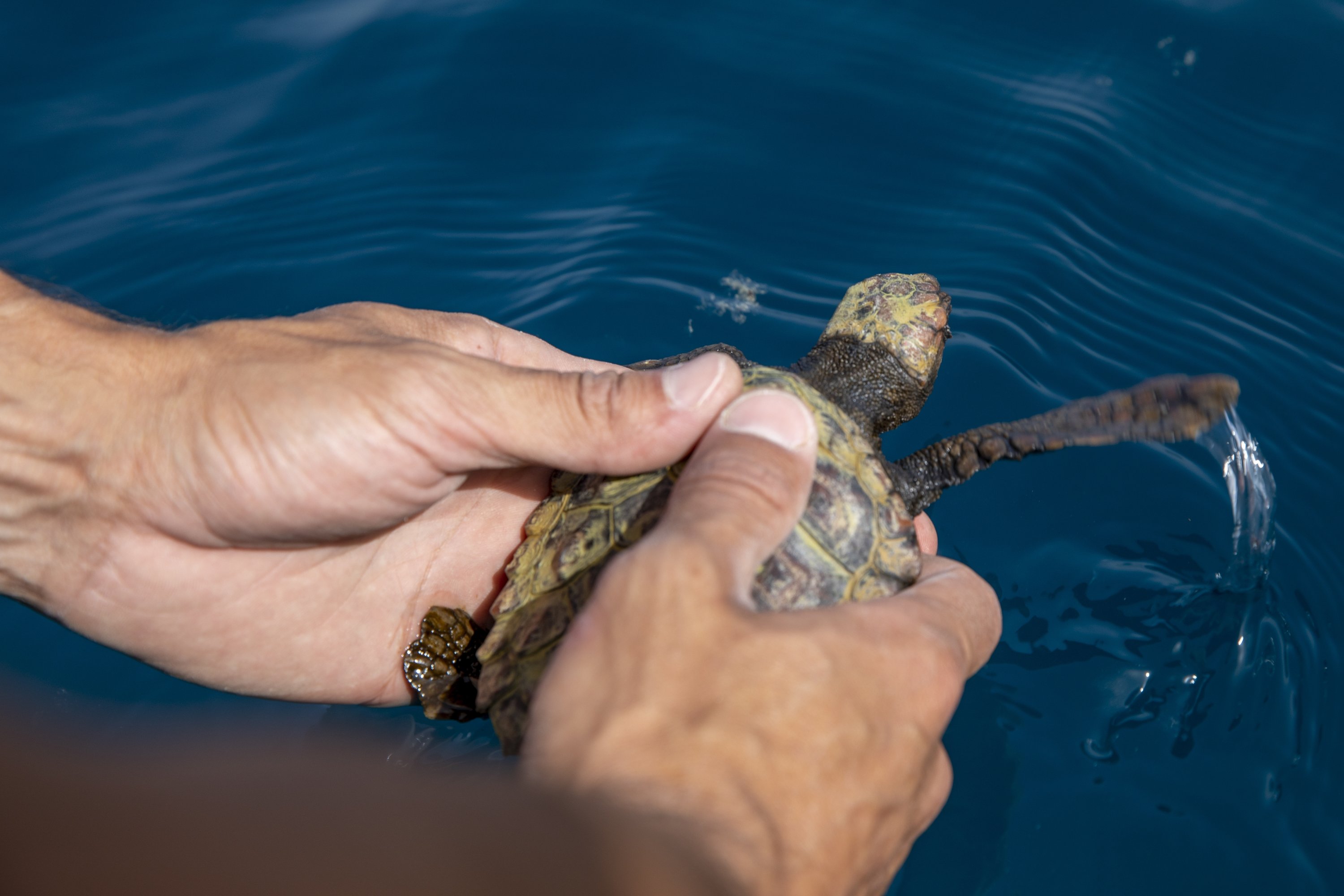 Turtles rescue. Черепашат выпускают в море. Выпустить черепашек в море. Черепахи пострадавшее от загрязнения океана.