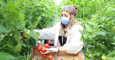 An employee collects tomatoes at a greenhouse in the capital Ankara, Turkey, April 3, 2021. (DHA Photo)