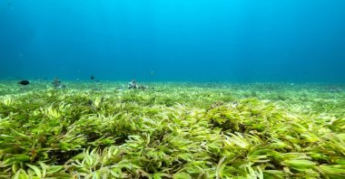 Seagrass in the Indian Ocean above the world's largest seagrass meadow and one of the biggest carbon sinks in the high seas, at the Saya de Malha Bank within the Mascarene plateau, Mauritius, March 20, 2021. (Tommy Trenchard/Greenpeace/Handout via Reuters)