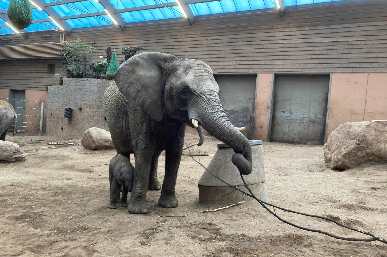 The 16-year-old African elephant Panzi walks with her elephant calf in the zoo enclosure in Boras, Sweden, March 30, 2021. (Boraas Djurpark via AFP)