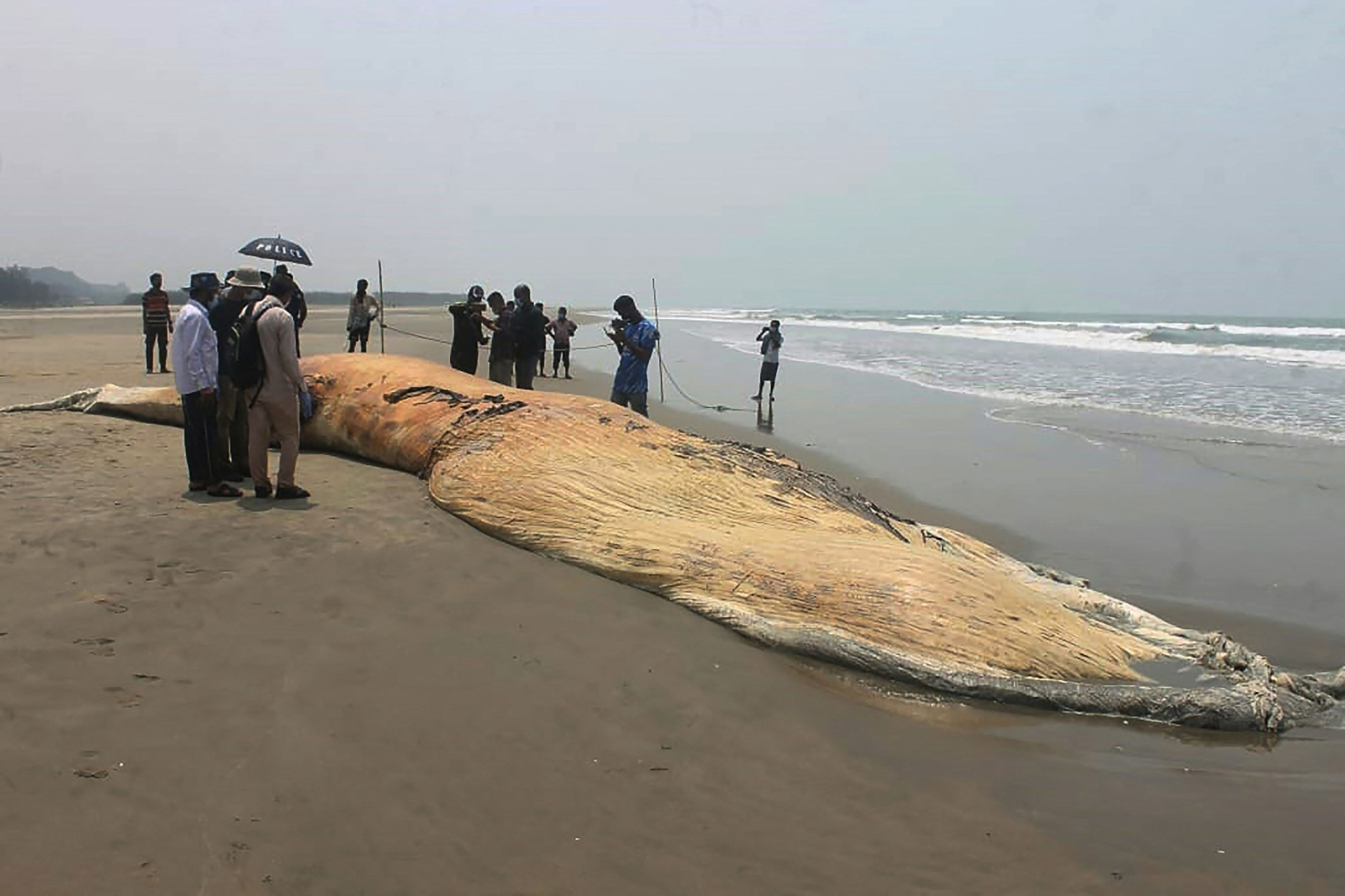 People gather around a dead whale washed ashore on a beach in Cox