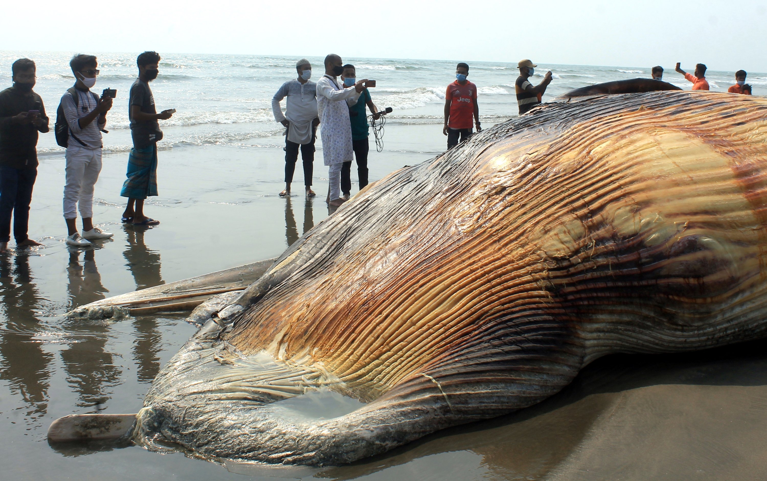Local people take photos next to the carcass of a whale that washed up at Himchari beach in Cox